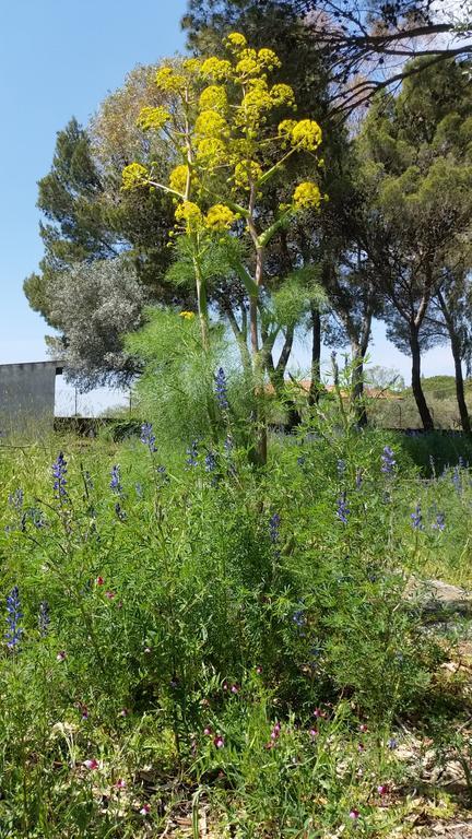 פדארה Villa Morgante B&B מראה חיצוני תמונה