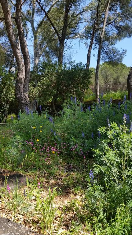 פדארה Villa Morgante B&B מראה חיצוני תמונה
